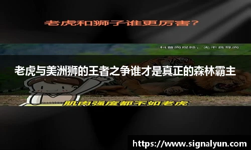 老虎与美洲狮的王者之争谁才是真正的森林霸主